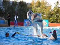 Spettacolo di delfini a Sharm el Sheikh
